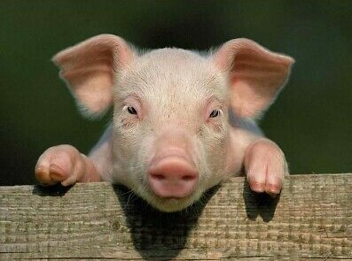 I'll leave the last words to Fischer and Lamey as my tea is getting cold."... field animal deaths are a historically contingent problem that in future will be reduced or eliminated altogether."I hope we can say the same about livestock slaughter.