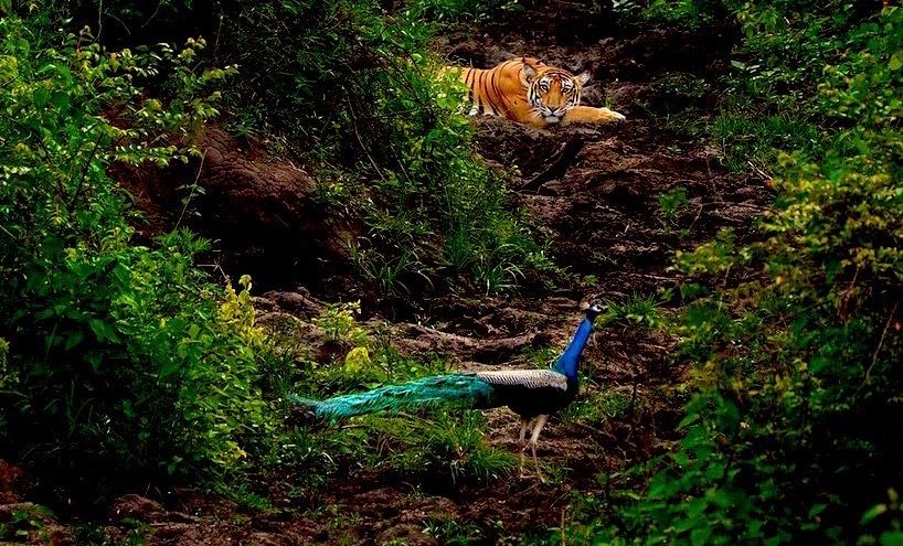 #Tigers eat a variety of prey: peacocks, porcupines, deer, wild boar, but need a lot of craft to get a meal. Only 1in10 hunt is successful - and once the alarm is raised that a tiger is around the forest explodes with noise. So just watching the wildlife isn’t such a bad option..
