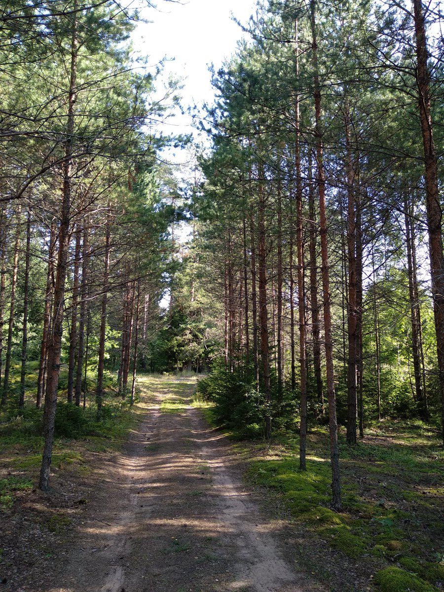 Lai priecīga, saules apspīdēts un jauku pārsteigumu pilna vārda diena <a href="/AlksneR/">Rudīte Martišauska</a> 🌹🌹🌹
Žēl, ka vēl nevar iemūžināt skatu ar smaržu, bet iztēloties var 🌞