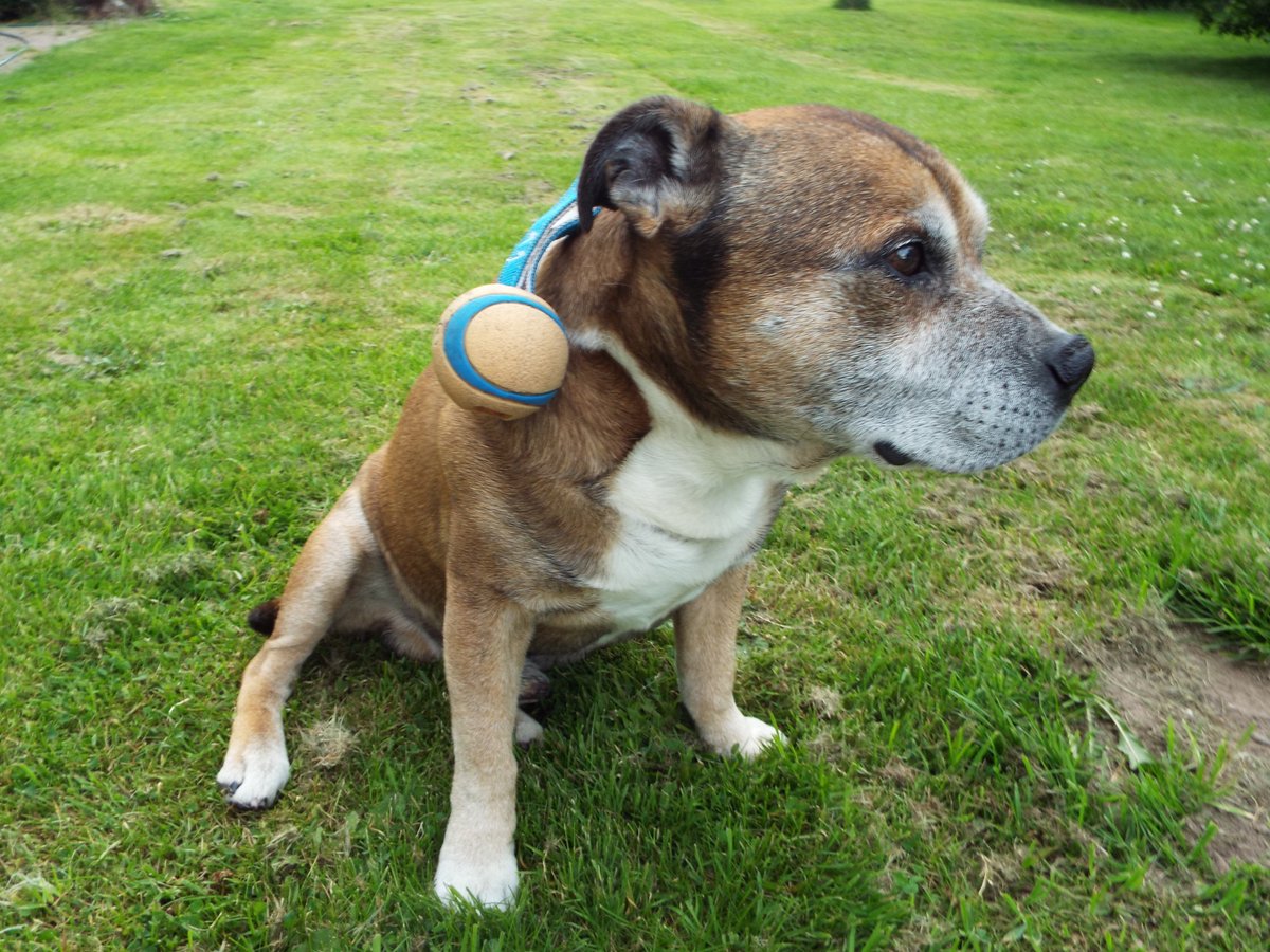 Can't find my <a href="/ChuckitUK/">Chuckit</a> duo tug anywhere #StaffieSaturday #FrostyChops