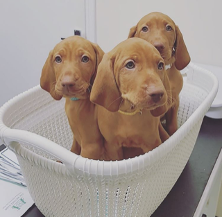 youngveterinary's tweet photo. 👋  New followers @DavidEickemeye2 @PawsAfrique @PuppyUpOrg @Keresztes669 @siriusanimalre1 @PioneersVet @Vishwaj51415728 Here's a basket of puppies to make your weekend AWESOME 😁 😁 https://t.co/77uiB6P21l