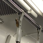 こんな距離で鳴かれると耳へのダメージも大きそう!電車に乗車中のセミが話題に!