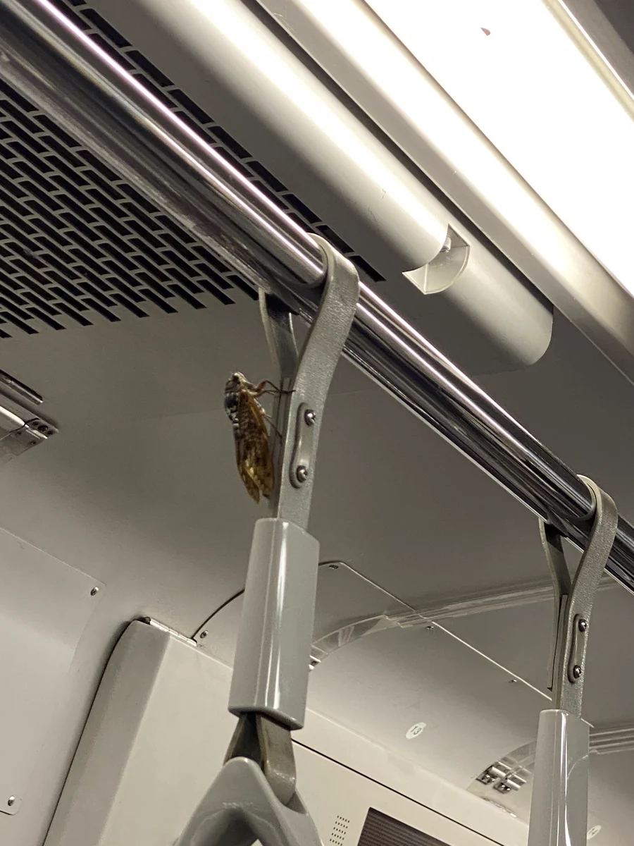 こんな距離で鳴かれると耳へのダメージも大きそうwww電車に乗車中のセミが話題に！www