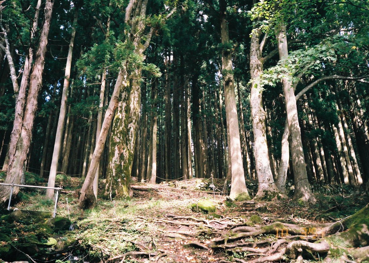 Photo_hiyo's tweet photo. いつでも出迎えてくれて
いつでも送り出してくれる
実家でも何でもないこの場所こそ
私にとっての「故郷」に思えるのです。

 #ふぉと #カラーフィルム  #やっと現像した  #桂の木 https://t.co/oPn1Tf5lE5