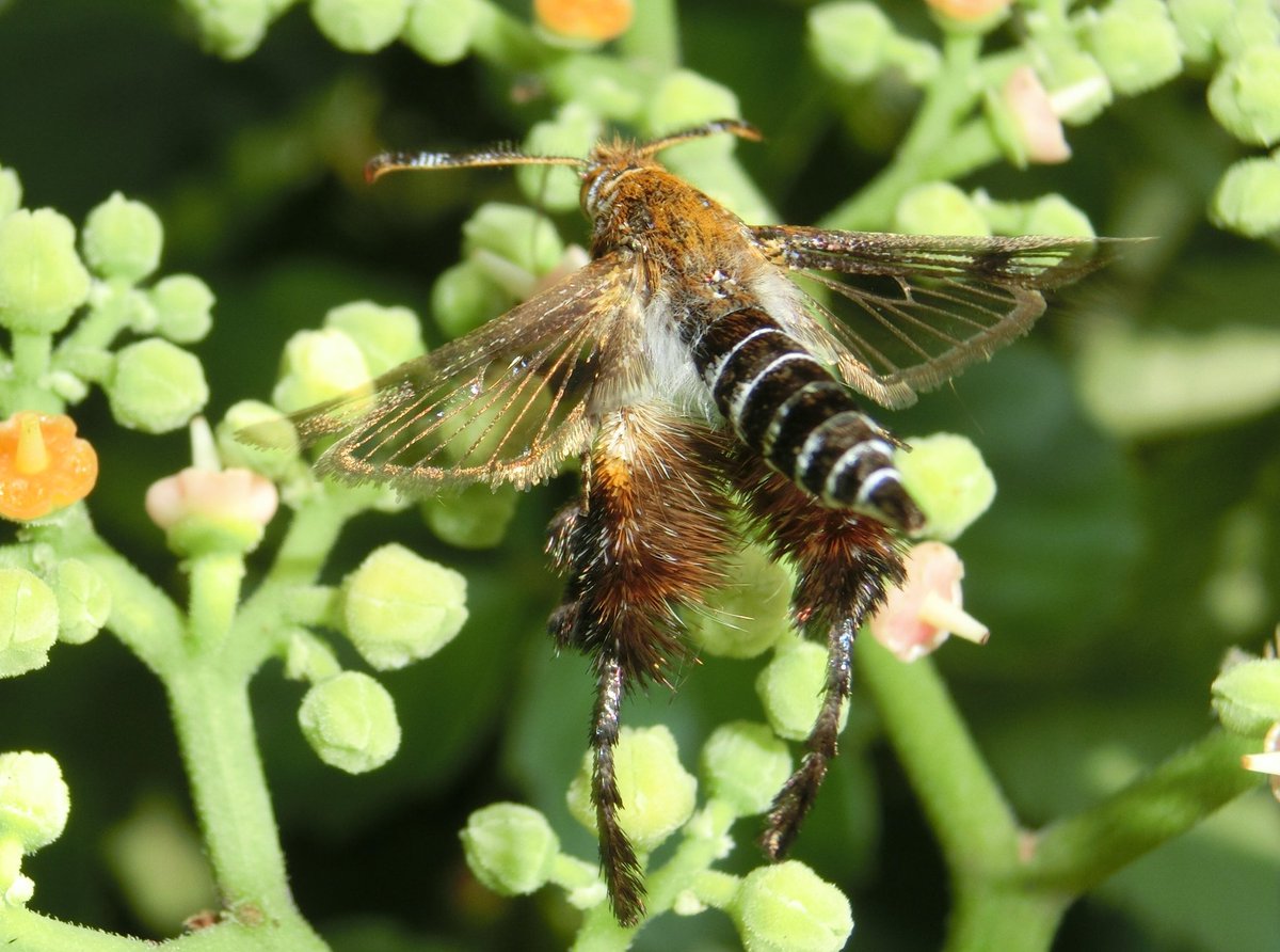 スカシバ Twitter Search Twitter