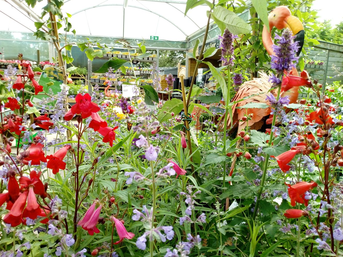 Autumnal colour in our #GardenCentre... 
#Gorey