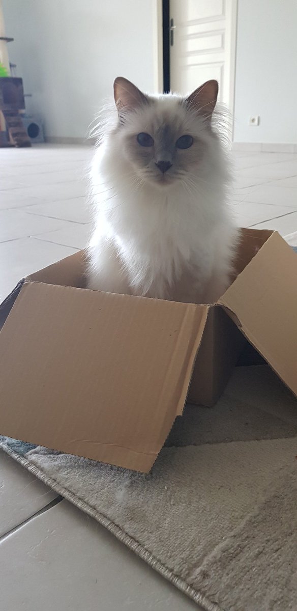 CSadaune's tweet photo. Un chat, un carton, sa plus belle vie 😁😇😻 @Belleviedechat https://t.co/OpskTLX5z3