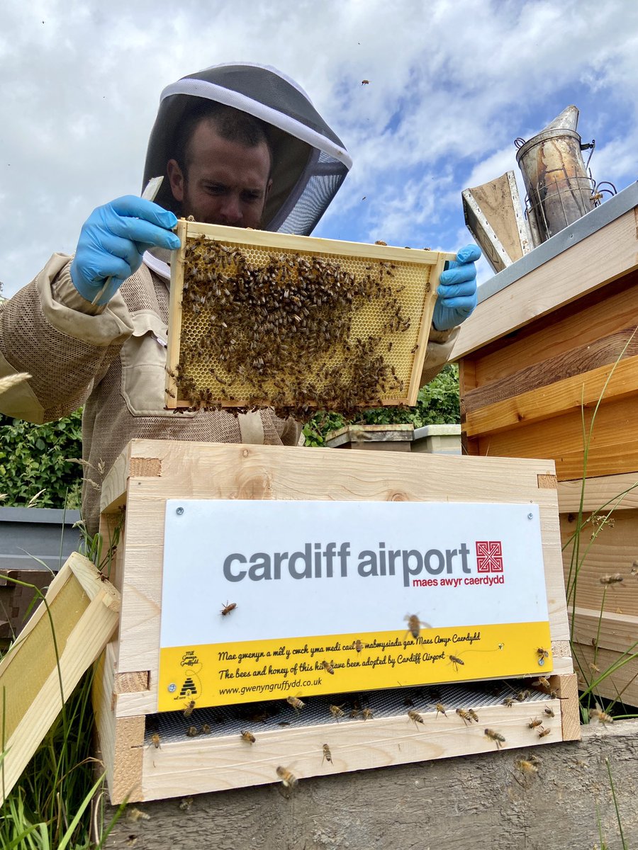 GwenynGruffydd's tweet photo. All seems ok at air traffic control, clear for take off 😉🐝🐝 @Cardiff_Airport
#bees #honeybees #beehive #adoptabee #adoptahive #cardiffairport #maesawyrcaerdydd #caerdydd https://t.co/oM5ZLlbP6W