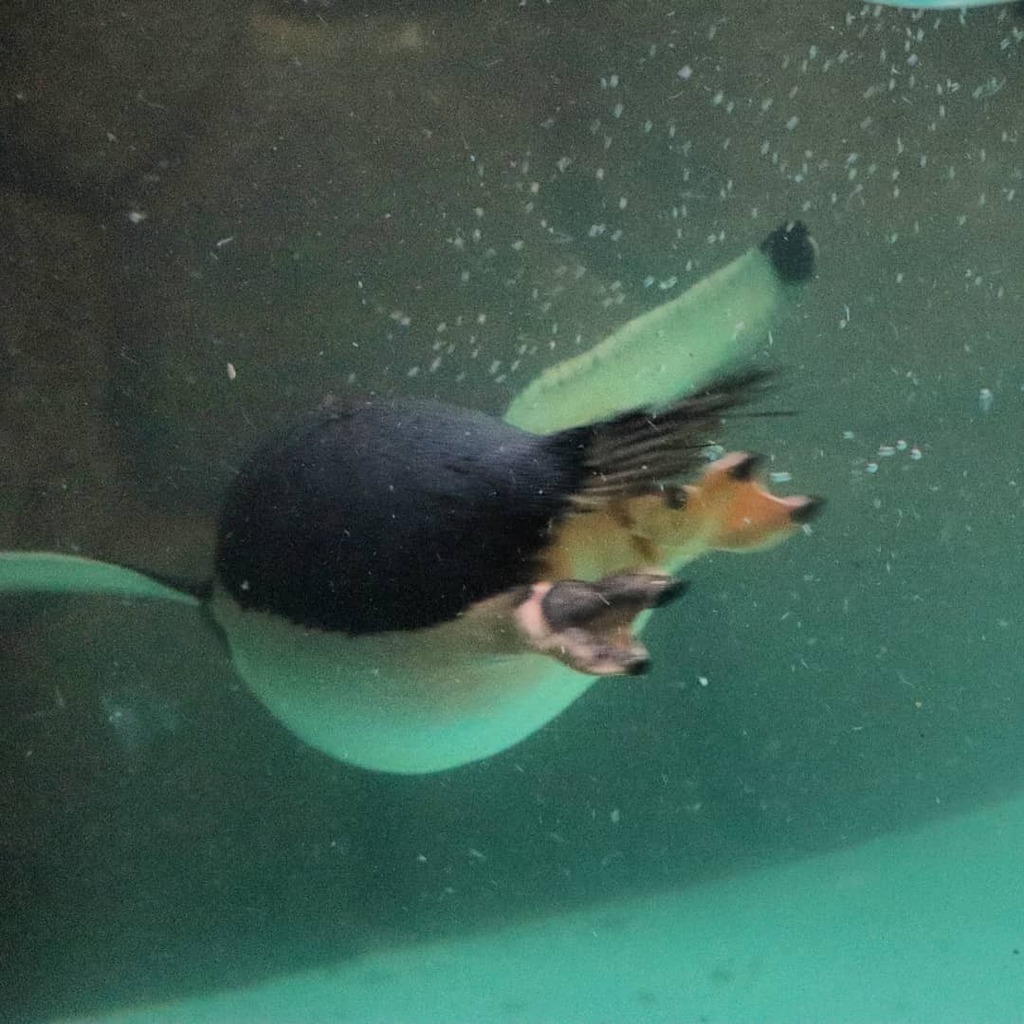 那須どうぶつ王国 على تويتر ジェンツーペンギンのお尻 泳いでいる時の後ろ姿はレア ジェンツーペンギン は ペンギンビレッジ に居ます T Co Mnvbn93r8z 那須どうぶつ王国 Nasuanimalkingdom Nasu Animal Kingdom T Co R93k1plwxh 那須どうぶつ王国 على تويتر ジェンツーペンギンのお尻 泳いでいる時の後ろ姿はレア ジェンツーペンギン は ペンギンビレッジ に居ます T Co Mnvbn93r8z 那須どうぶつ王国 Nasuanimalkingdom Nasu Animal Kingdom T Co R93k1plwxh