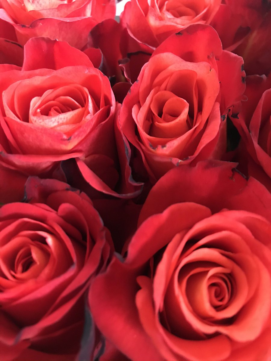 NicoGites's tweet photo. @FrankBuschmann Alles, alles Gute für Euch! 🌹 https://t.co/aNfN6YoR0w