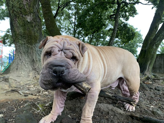 Popular Tweets Of プーキーズ 7 Whotwi Graphical Twitter Analysis