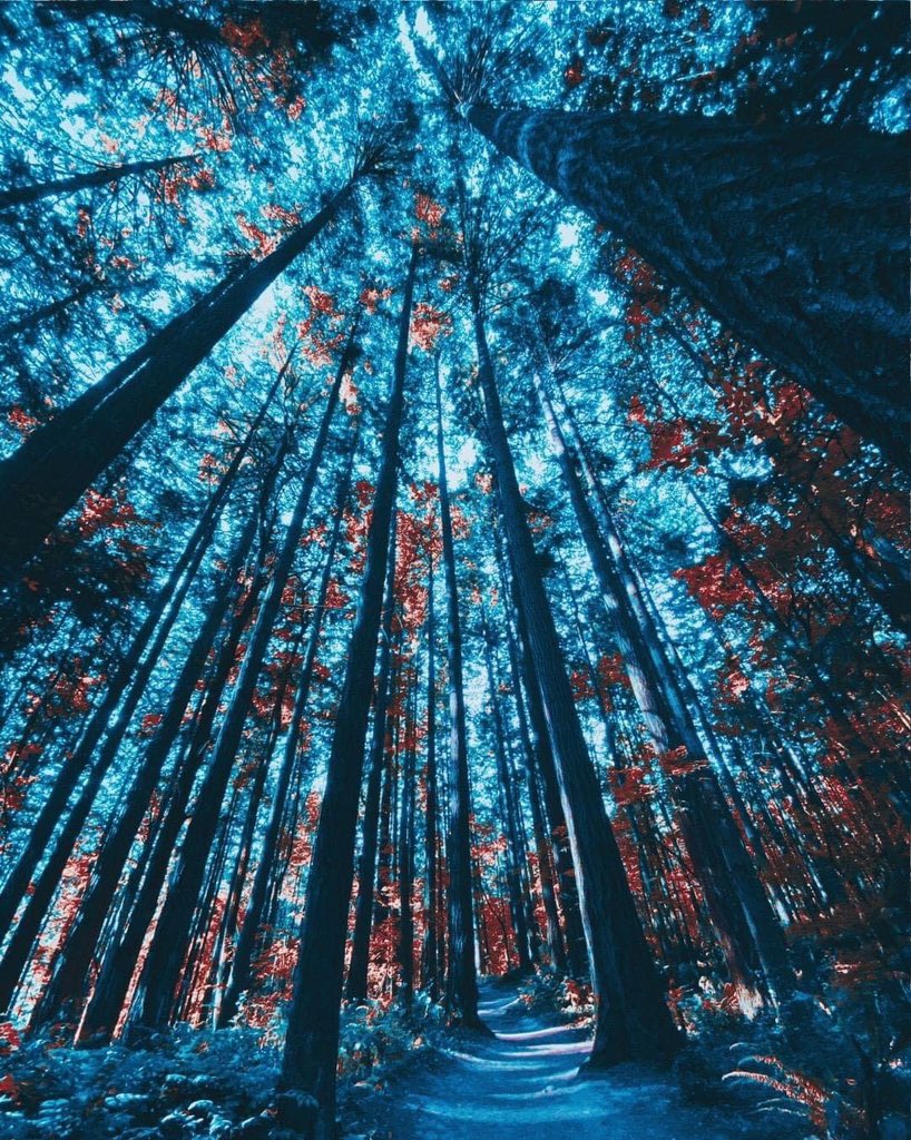 Bubbly_Tree's tweet photo. ´He who plants a tree. Plants a hope.’🌳🙏
.
#bubblytree #breathe #meditate #trees #calmingtrees #rechauffementclimatique #globalwarming #cambioclimatico #respirez #respirar #meditacion #meditation #nature #hope #espoir #esperanza #plantatree https://t.co/IberSj3wuD