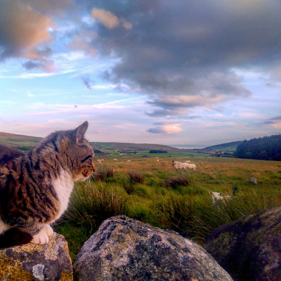 Beautiful Mourne Mountains, Co  #Down, N  #Ireland. Mournes are made up of 12 mountains with 15 peaks & include the famous Mourne wall (keeps sheep & cattle out of reservoir)! Area of Outstanding Natural Beauty. Partly  @NationalTrustNI. ©Daniel Mcevoy (with lovely cats!)  #caturday