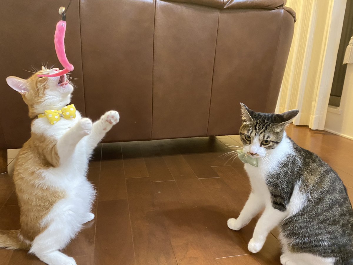 Mcats Life 猫 おもちゃで遊んでいたのですが ミュー太郎くんは二本足で立っていました 釣竿のおもちゃですが みんな食いつきが良いです 猫 ネコ 猫がいる暮らし 猫好きさんと繋がりたい 猫写真 直立猫