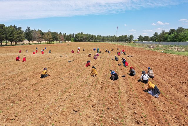 Akçakale'de uygulanan proje ile faklı şehirlere mevsimlik işçi olarak giden 100 kadın, mevsimlik işçiliğe gitmek yerine kendi ekip yetiştirdikleri biberleriyle aile bütçelerine katkı sağlayacak.

Üretim ve istihdam adına çok güzel bir proje. Tebrik ederim👏<a href="/yalcinkayamehmt/">Mehmet YALÇINKAYA</a>