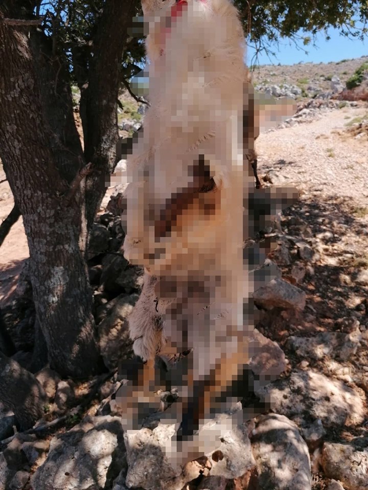 1371Takis's tweet photo. IT HAPPENS IN GREECE, CRETE AT 2020 ...
PLEASE FORWARD EVERYWHERE. They killed 2 beautiful dogs "THEY SKINNED THEM ALIVE, THEY PULLED OUT THEIR NAILS &amp; THEY HUNG THEM FROM A TREE
HORRIFIC - VILE - DISGUSTING
#CHANIA IN #KERAMIA, A SACRIFICIAL SPACE OF MANY ANIMALS. https://t.co/HSBI7iohyP