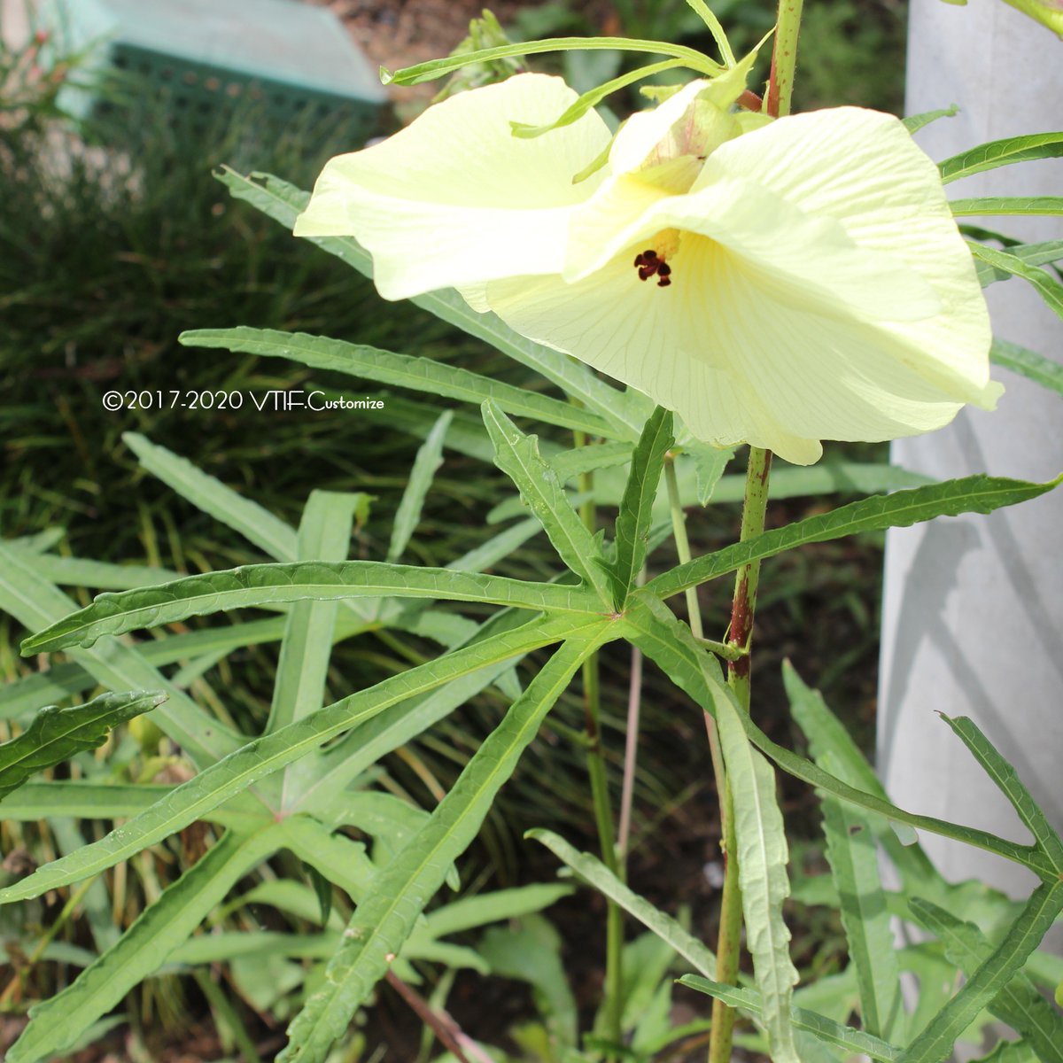 Vtifカスタマイズ 今朝は 黄蜀葵 ｵｳｼｮｯｷ 別名 花オクラ 又の名をトロロアオイさん 大きい花 と特徴的な葉っぱ 昨日ツイした紅蜀葵に続けてupしたかったのだ 笑 これもまた花言葉が素晴らしい 8月24日 誕生花の一つ トロロアオイ 花言葉