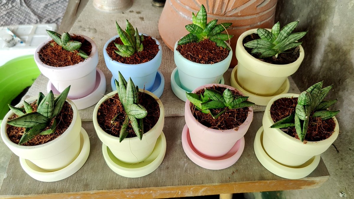 rappech's tweet image. งาช้างแคระ 
ไม้ฟอกอากาศ ไว้ในห้องนอนได้ค๊าบ
ช่วยฟอกอากาศ 
และคายออกซิเจนตอนกลางคืน
สนใจทักได้เลยค๊าบบ