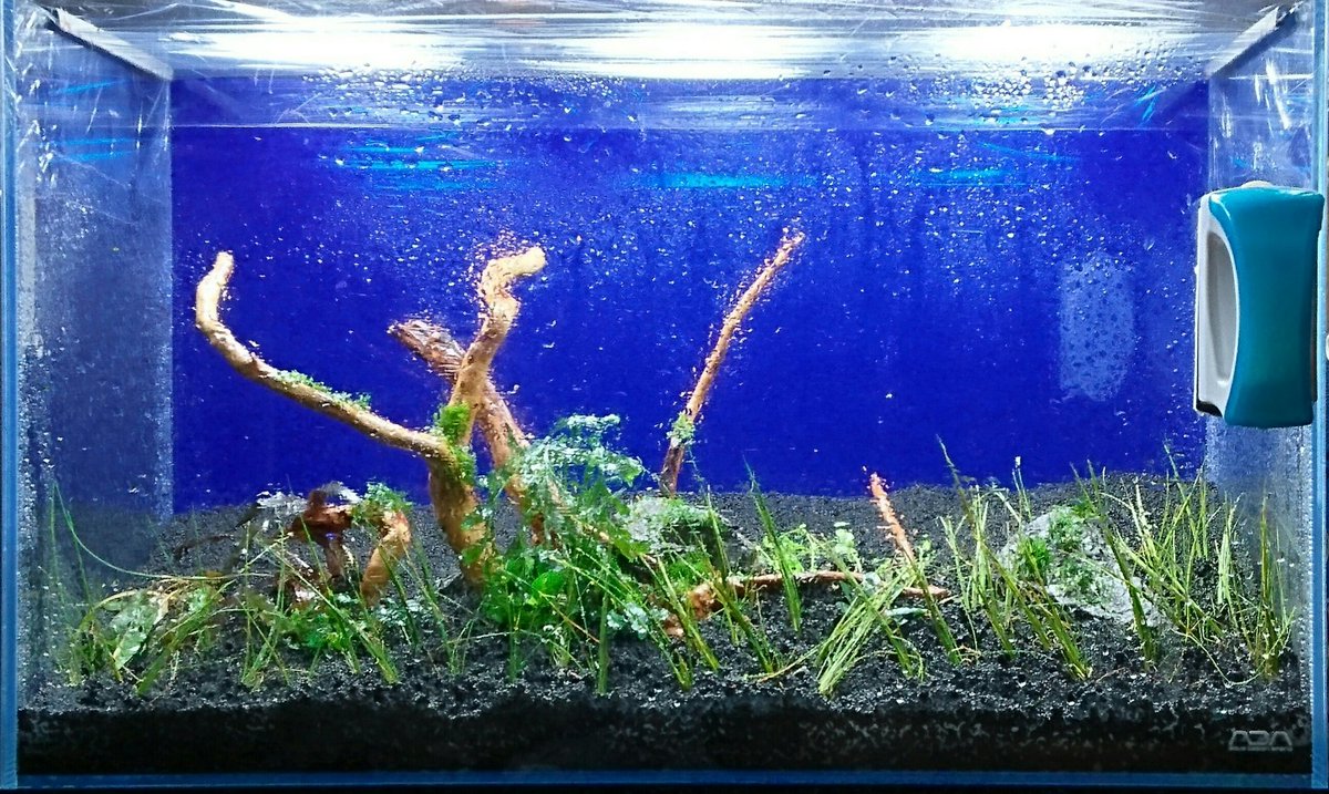 ミスト式水槽 ミスト式水槽