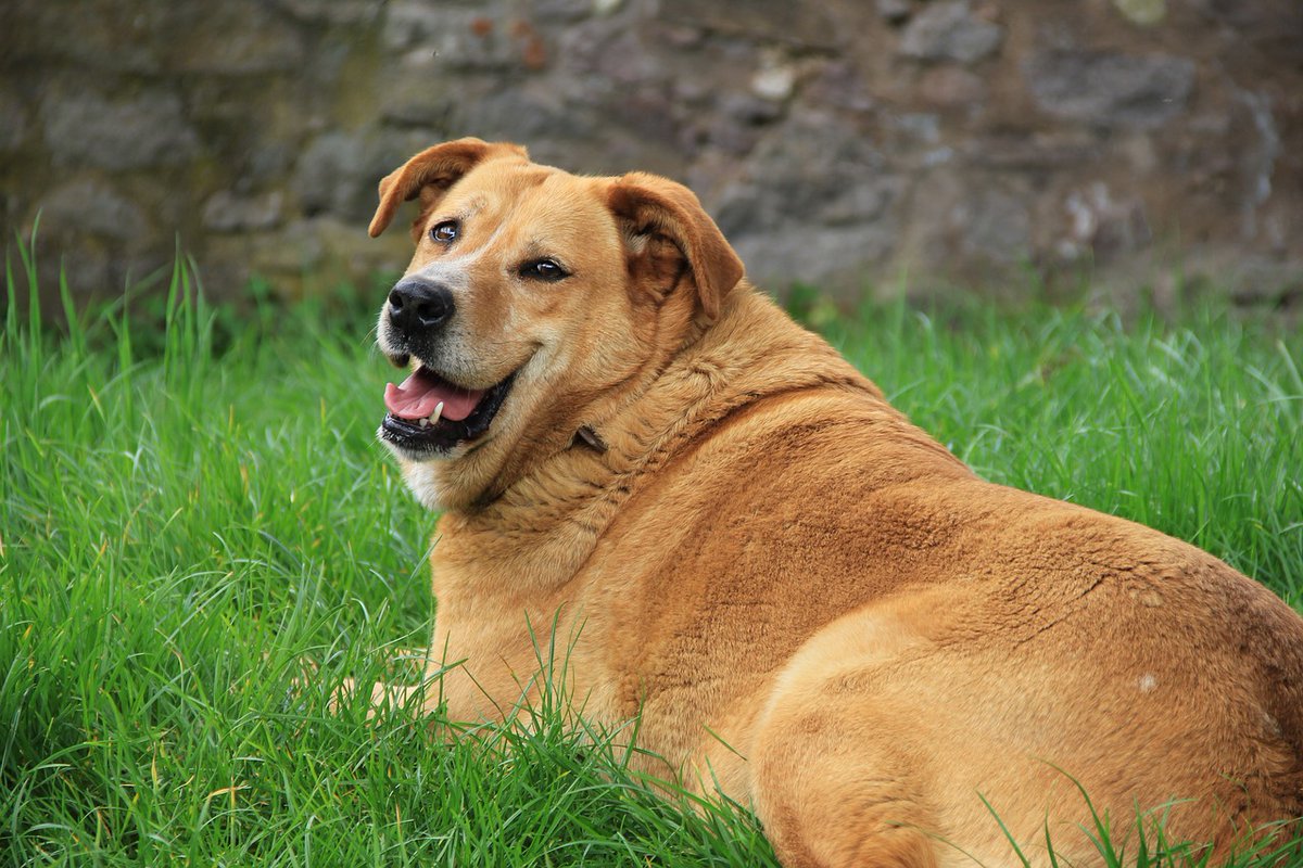 dogsciencesays tweet picture