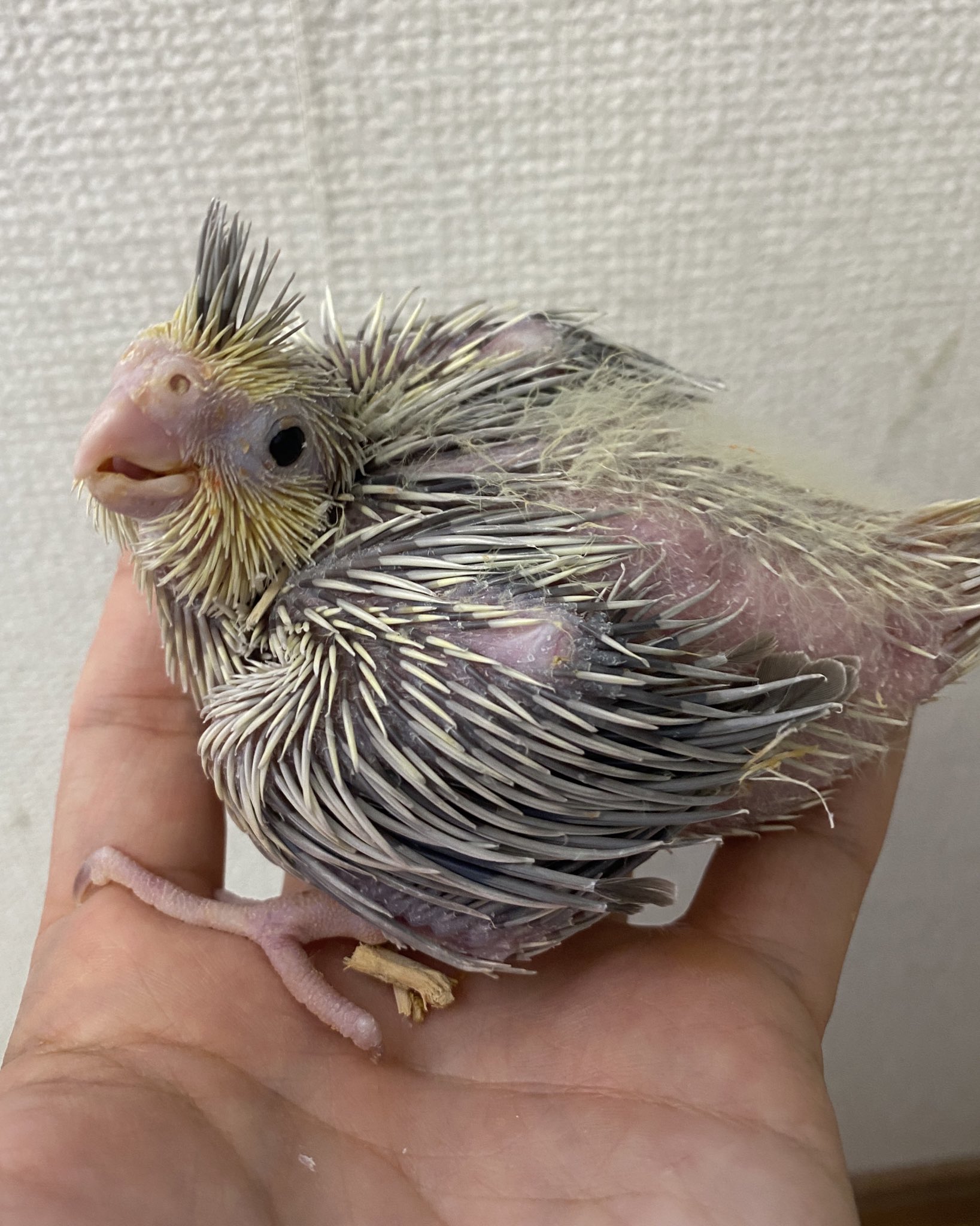 53 Kitani25 ミミズクそんなに懐くんですね 犬みたい すごい カミさんが鳥好きで フクロウカフェには何度か一緒に行ってます カミさんの部屋にはセキセイとオカメとウズラ 僕の部屋には柴犬ですが カミさんはフクロウ系をいつか飼いたいと