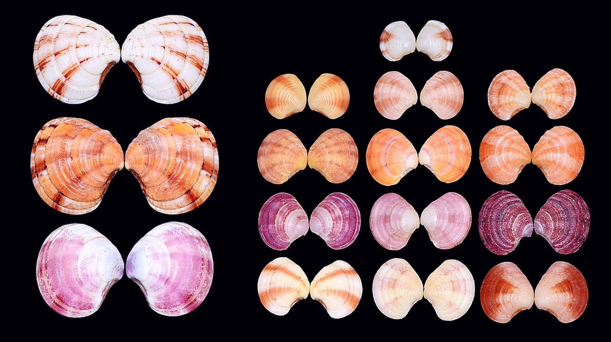 geocappiello's tweet photo. #22August #August22 #22Agosto 2020
Clausinella fasciata (da Costa, 1778)
color variations
syn. Venus brongniartii (Payr., 1826)
vern. Banded venus
Mediterranean, N. Atlantic O.
pics fishercollection
#bivalvia #veneridae #seashelles #conchiglie #conchas #coquilles #biodiversity https://t.co/7h7w481PvS