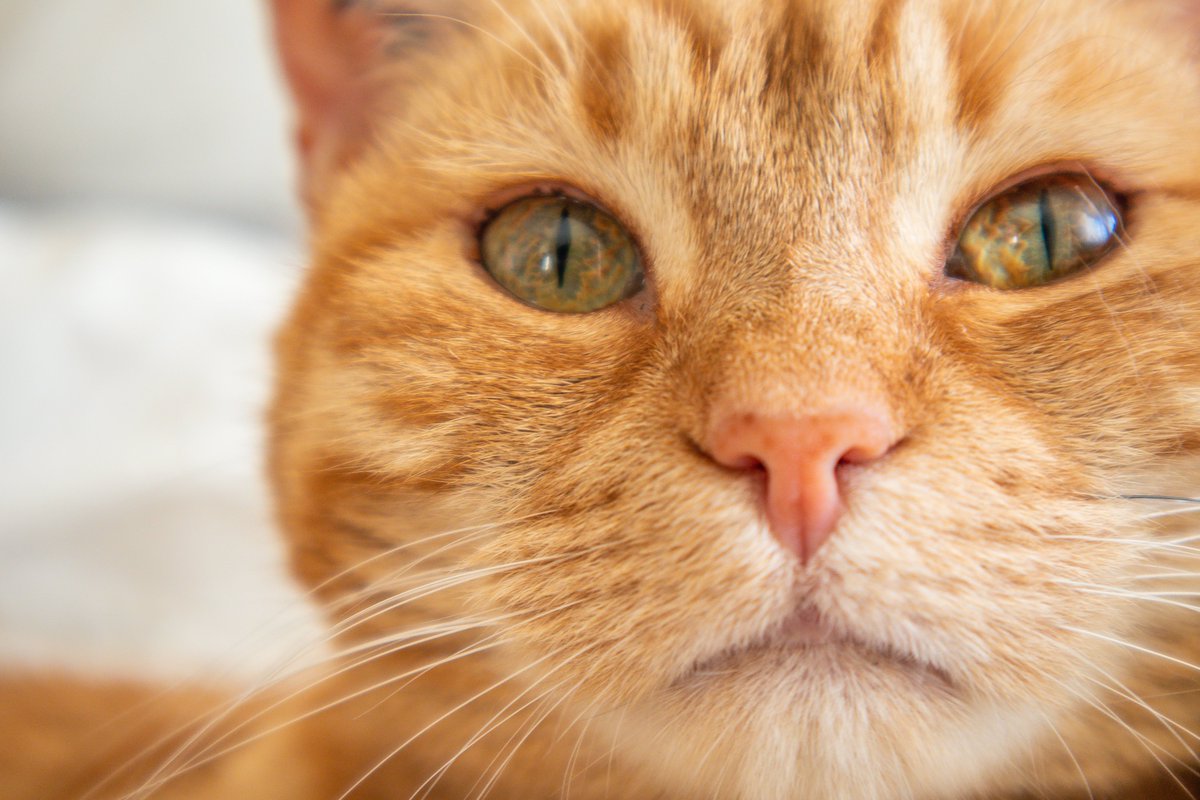 DezayD_'s tweet image. This is Moon 🌕🐈