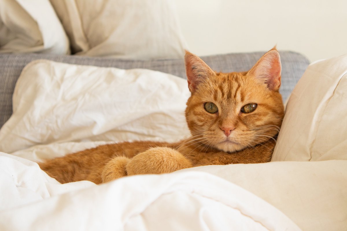 DezayD_'s tweet image. This is Moon 🌕🐈