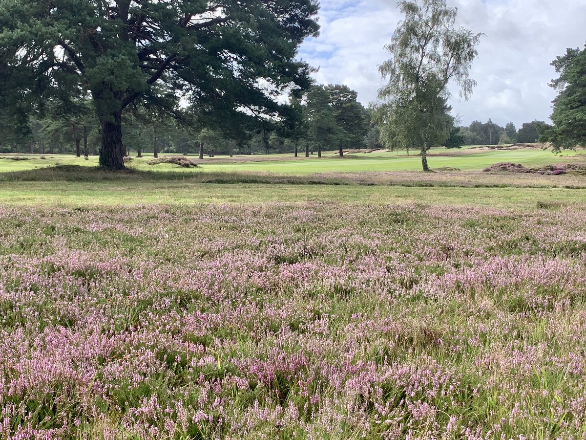 Kevinarn81's tweet photo. Course looking in great condition all ready for the start of the festival tomorrow. https://t.co/QRGV6o9WSY