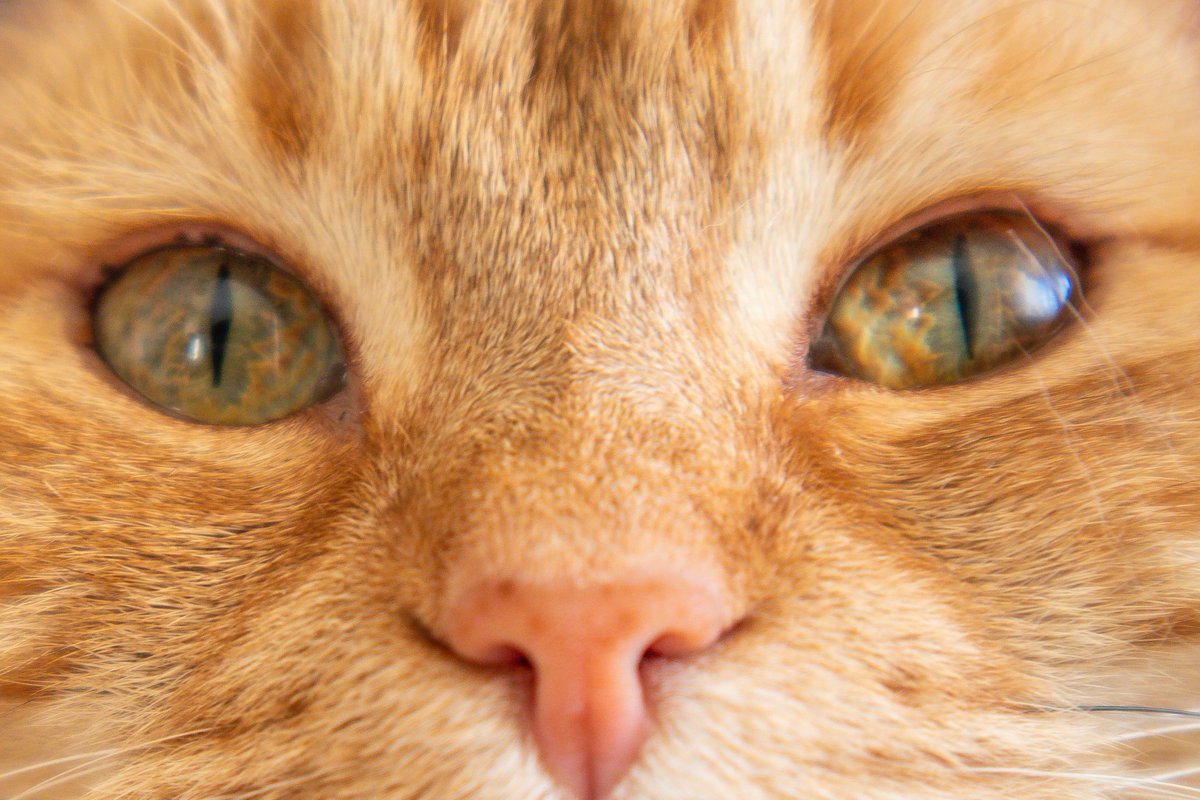 DezayD_'s tweet image. This is Moon 🌕🐈