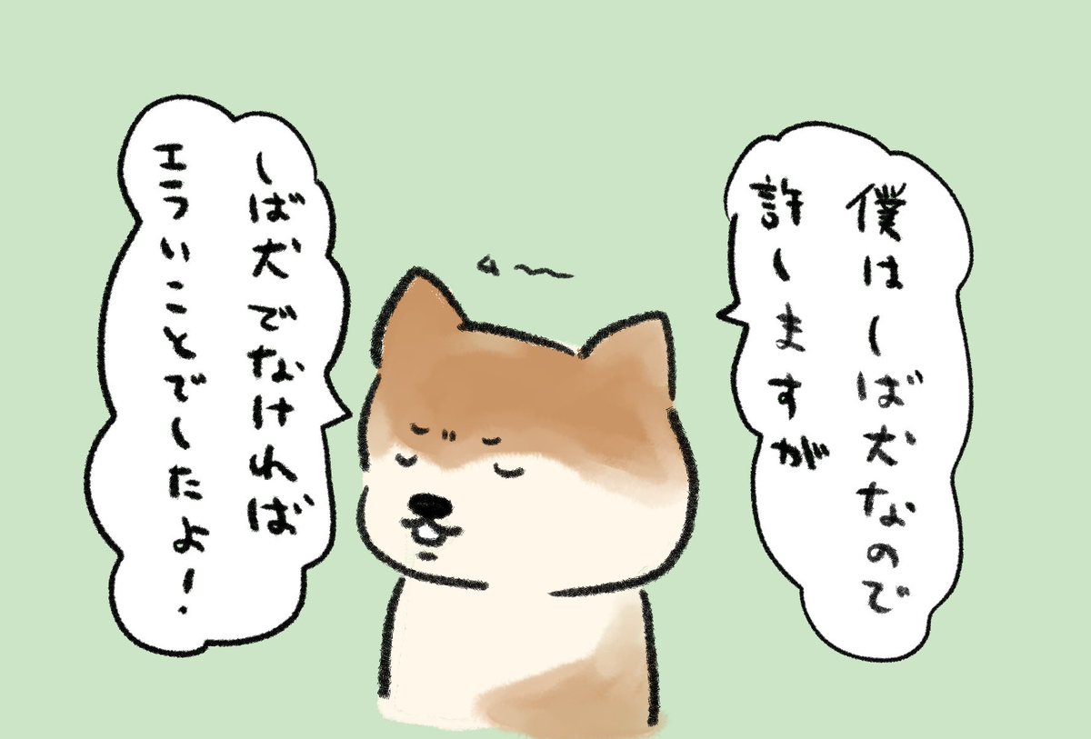 しぶしぶ許してくれる柴犬。 