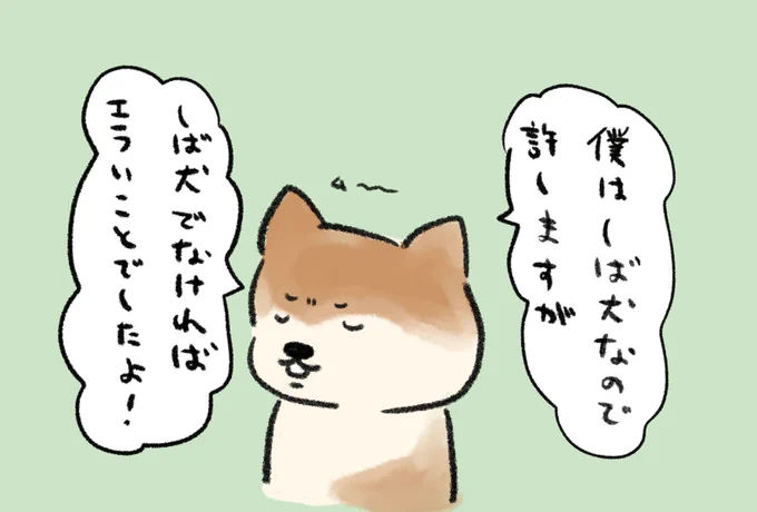 しぶしぶ許してくれる柴犬。 