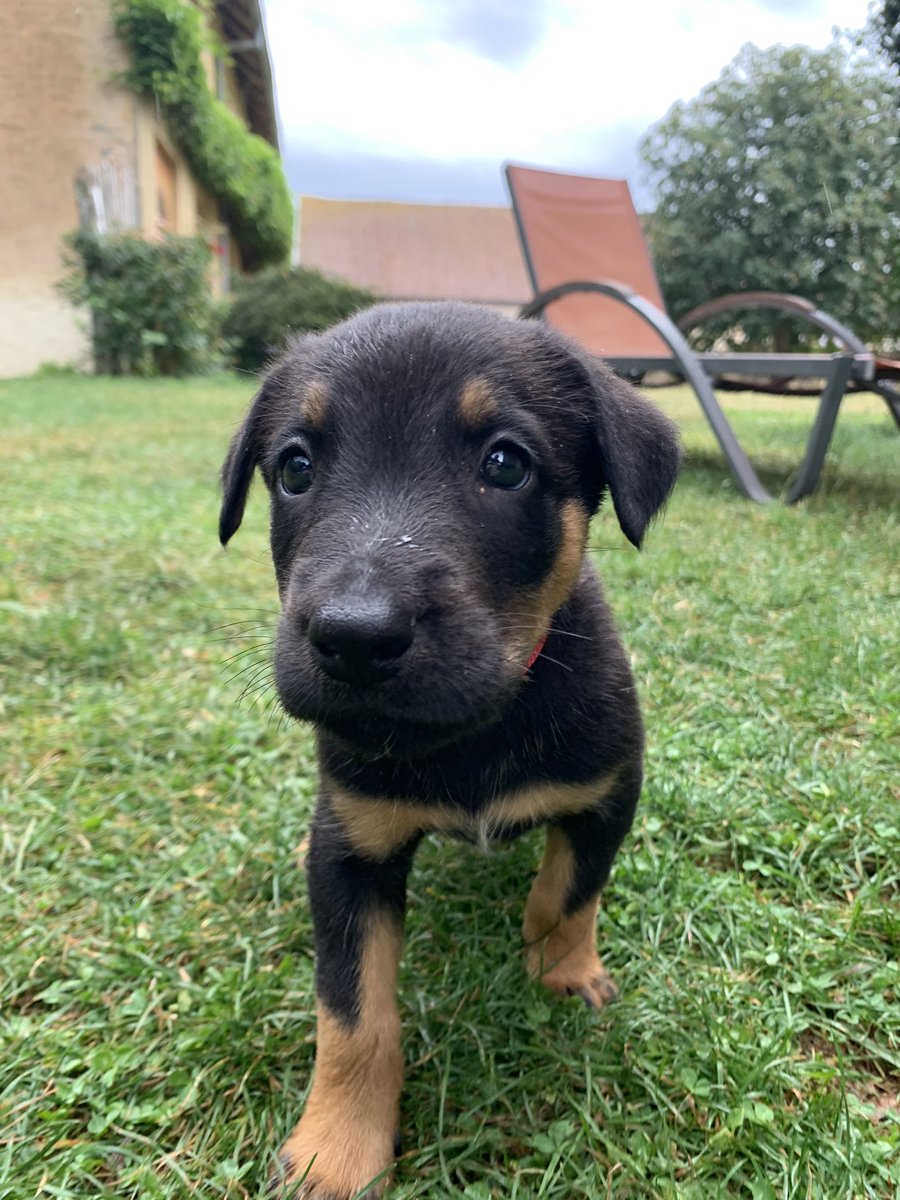 Il nous reste deux beaucerons mâles non-lof à vendre ! 🤗

Rico, collier orange 🧡
Rocket, collier rouge ❤️

Pour plus d’infos et si vous êtes intéressés, vous pouvez nous joindre en message privé ou par téléphone au : 0681719327

RT 🔁 appréciés!! 

#beauceron #bergerdebeauce