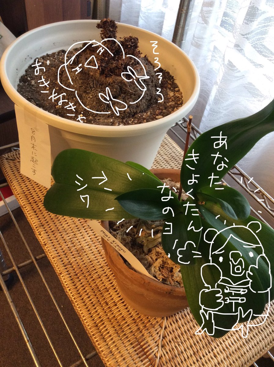 こまつか苗 Twitterren ひさびさに ミディ胡蝶蘭のシャオユウ日記 水のやりすぎで根が腐って枯れることが多いらしいので 水 やりは週一度 たまに葉水を霧吹きして 乾かし気味に管理していたら もうちょっとあげても良かったようで 葉っぱにシワがでた こまつか苗 Twitterren ひさびさに ミディ胡蝶蘭のシャオユウ日記 水のやりすぎで根が腐って枯れることが多いらしいので 水 やりは週一度 たまに葉水を霧吹きして 乾かし気味に管理していたら もうちょっとあげても良かったようで 葉っぱにシワがでた