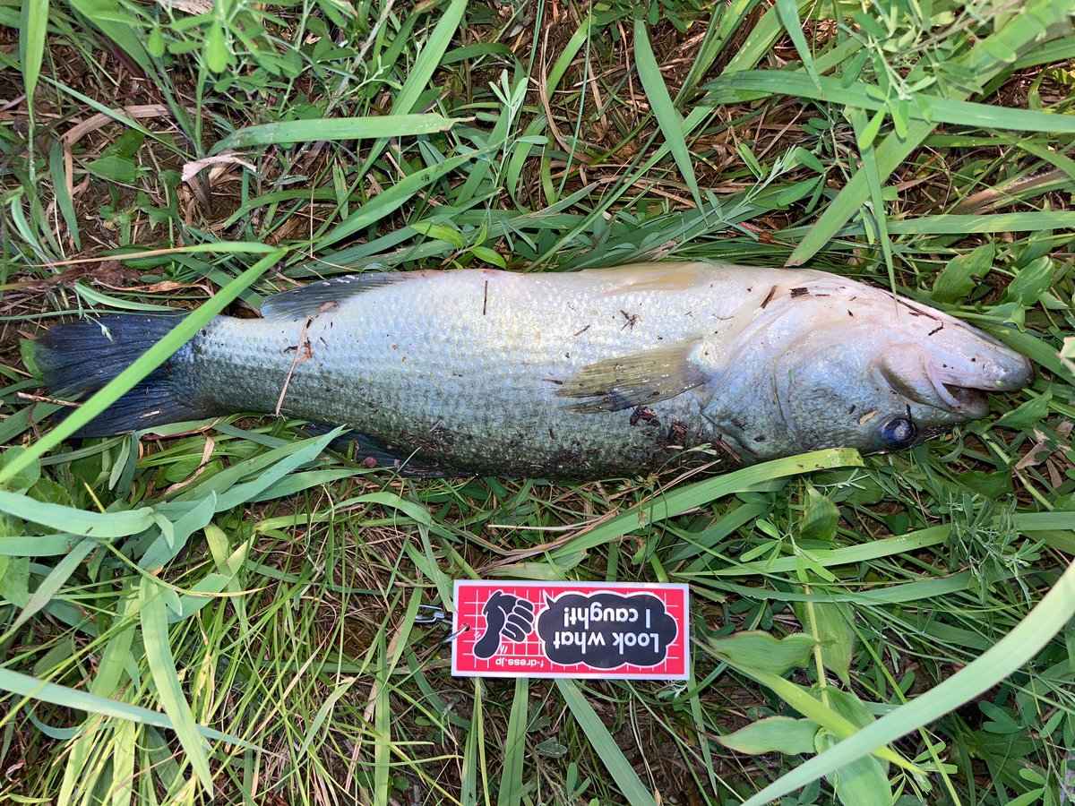 ぼいぼど Voivod913 Twitter