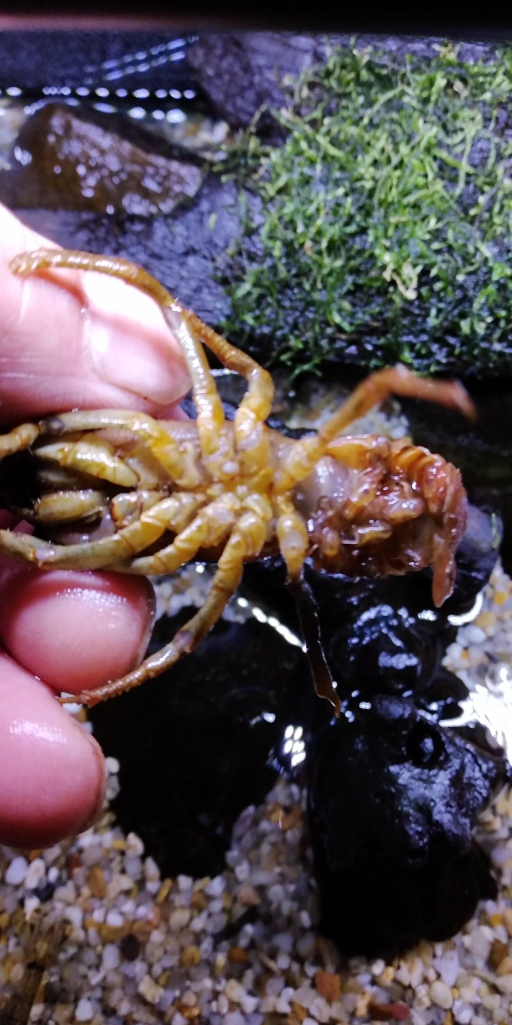 ひげ Xyz アクアリウム ランチュウ フナ モクズガニ 5 塩水で薬浴中のランチュウに また新たな仲間が モクズガニの と仔ゴイ 何と言っても茨戸川で釣った 色変わりフナ 金ブナ ヘラブナ その交雑 の突然変異 名前はバイオハザード
