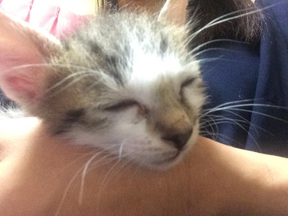 猫 名前 アニメ 猫 名前 アニメ