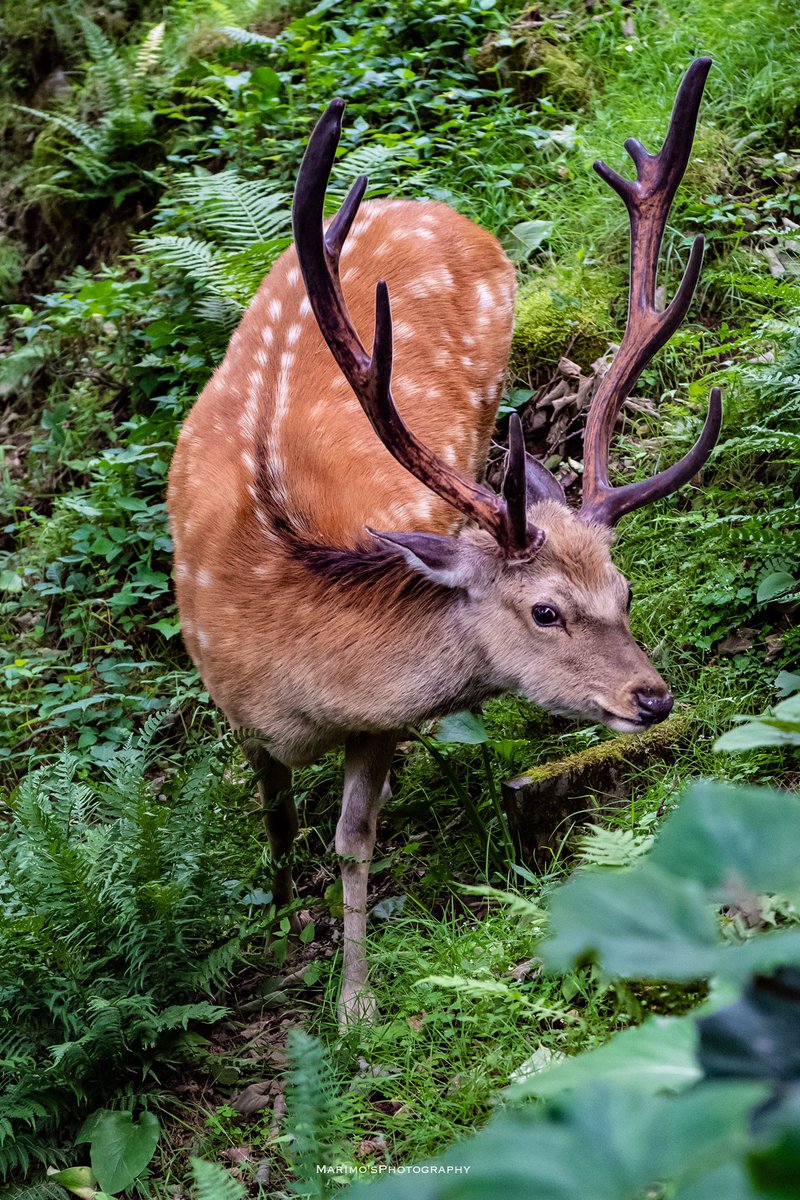森の奥深くで立派な美しい牡鹿に会いました
野生なのに逃げずにじっと私の目を見て気にせずこっちに近づきその距離30センチ。

きっと若いシシ神様だった

望遠使わず標準で撮れたのはすごい✨

#photography  #wilddeer #鹿