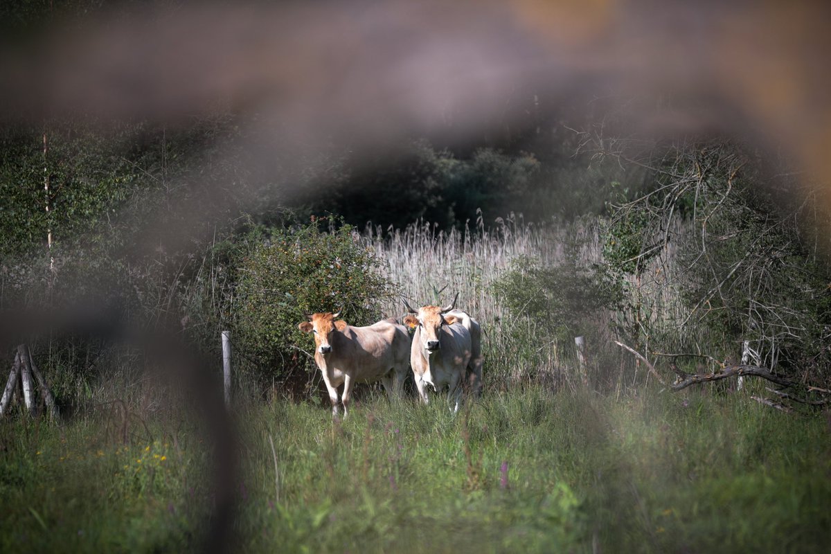 Jean Castex tweet media