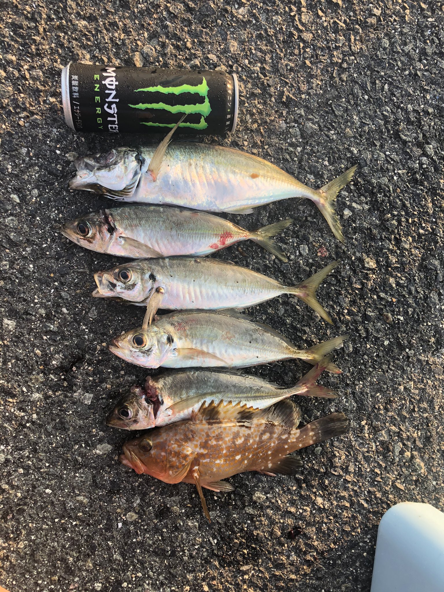 つぼち 昨日のとびしま海道での釣果 んーーーー 広島 呉 とびしま海道 江田島 倉橋島 しまなみ海道 ショアジギング アジング メバリング ロックフィッシュ 青物 アジ メバル アコウ T Co Ang2mbjmlc Twitter