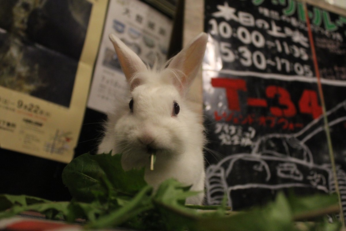 御成座 このたんぽぽはおれが食い食べる さあ お前は俺にかまわず 今のうちに明日の宣伝を 明日の上映 ビッグ リトル ファーム 理想の暮らしのつくり方 10 00 15 30 T 34 レジェンド オブ ウォー ダイナミック完全版 13 00 T Co