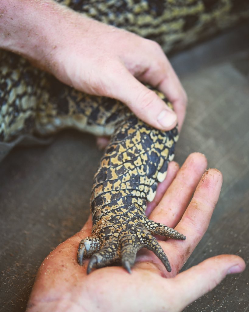 Robert Irwin tweet media