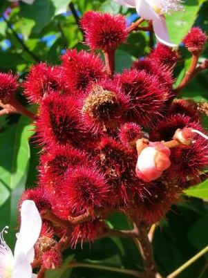 iopphilippines's tweet photo. The blooms of the Achiote, or "Lipstick tree" (Bixa orellana) The tree produces Annato from the seeds and is widely used as a food coloring, or in culinary dishes like Pancit Annato is also used as a die in products like lipstick.
#Achiote #lipsticktree #Bixaorellana
#Annoto https://t.co/z7d197jTHM