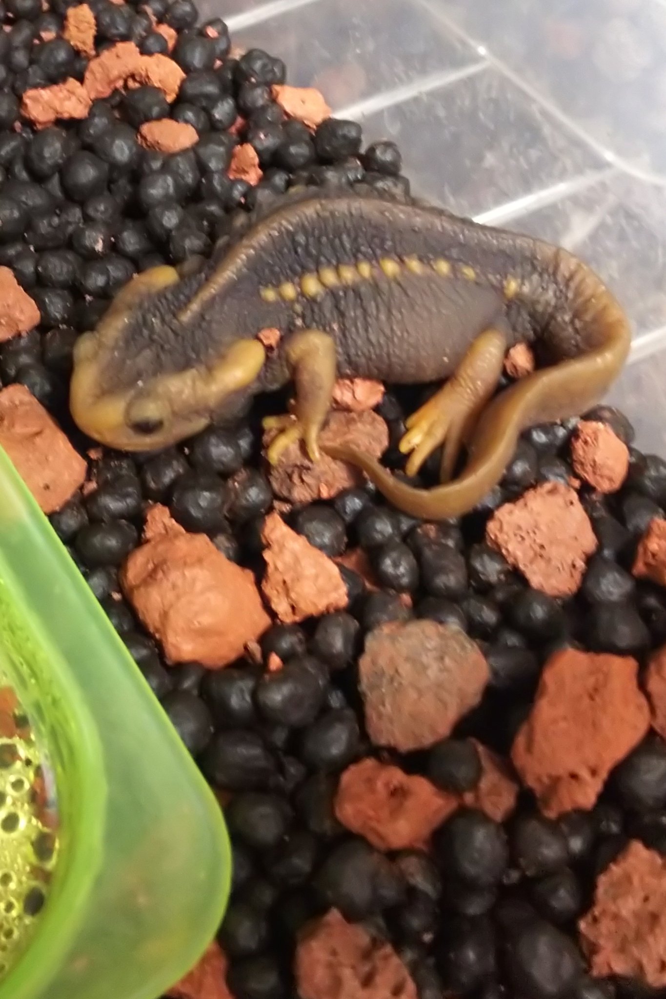 シャノラムイボイモリ