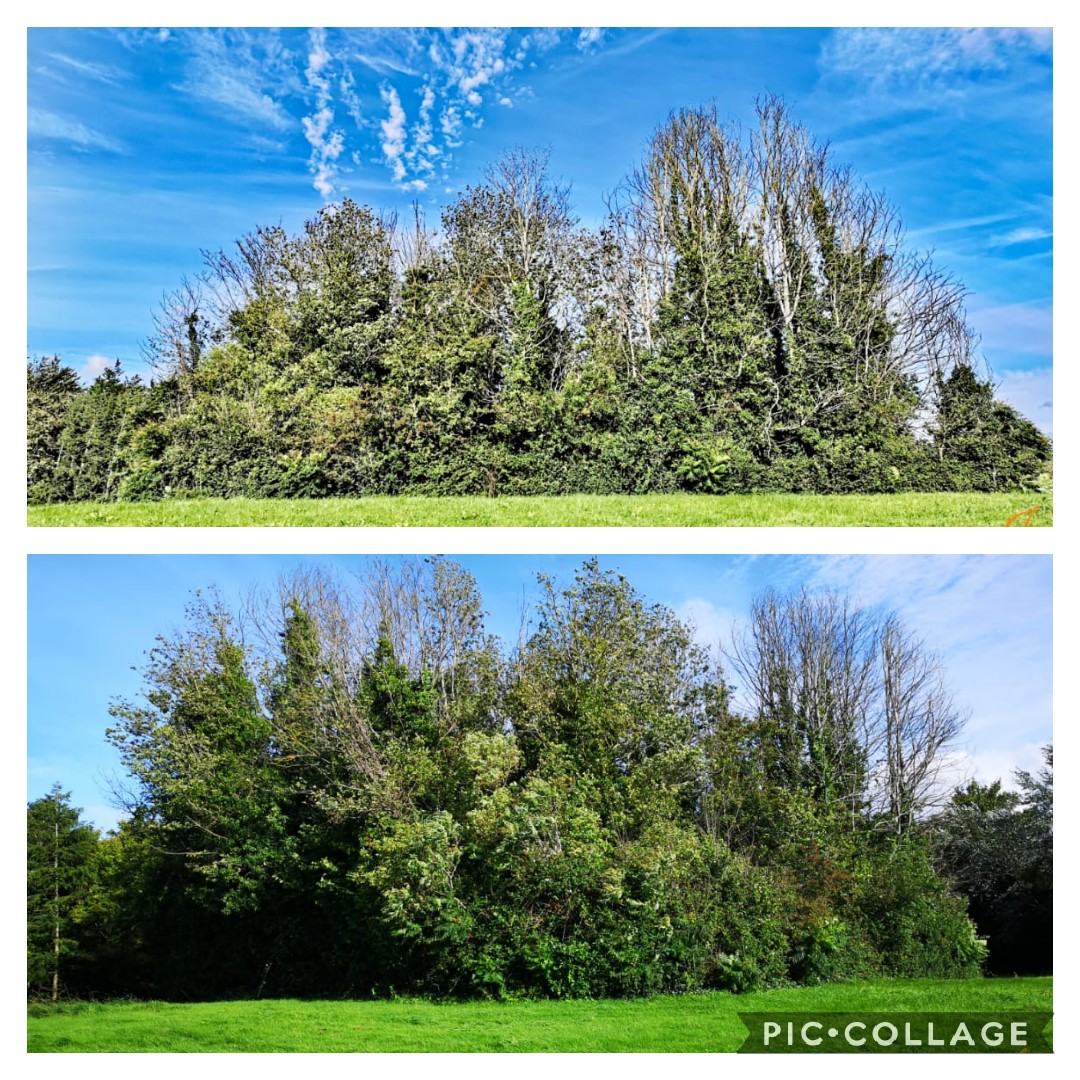 12/22 Clump Field - A Ring Barrow: ancient burial site between Stewarts carpark &  @sdublincoco allotments. 2000/3000 years old, this one is likely European middle bronze age circa 1800 BC to 750 BC  #TighGiúire  #PalmerstownPic:Joe Harrington  https://bit.ly/31gAc9y&nbsp;