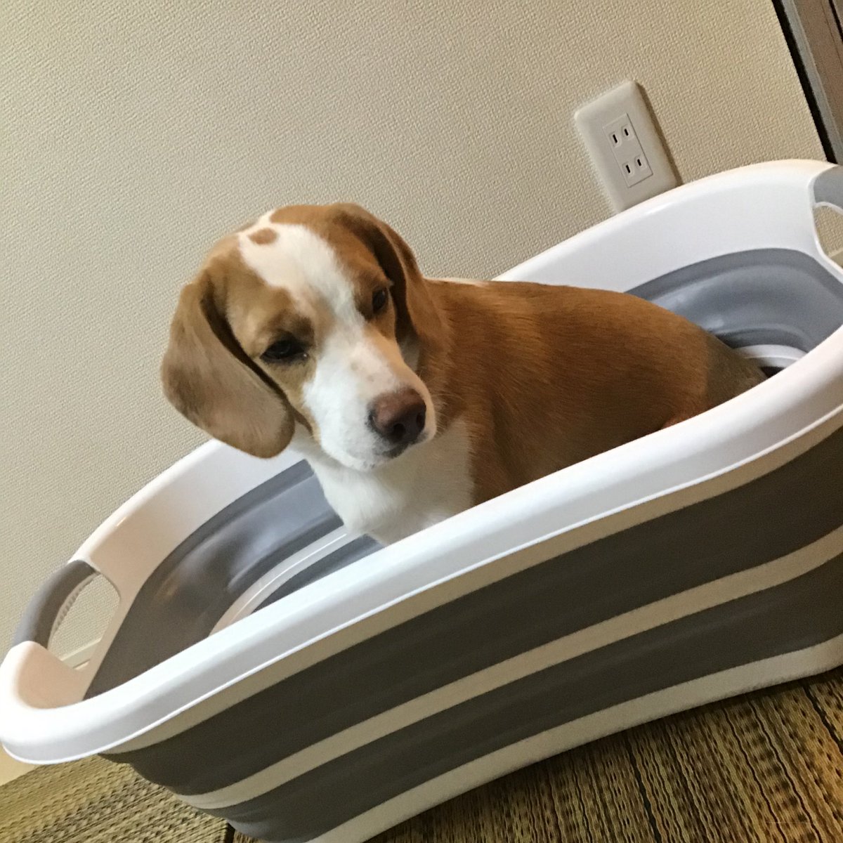 ごま太郎 犬用バスタブ 結構気に入ってるっぽい 折りたためるしよさそう ビーグル