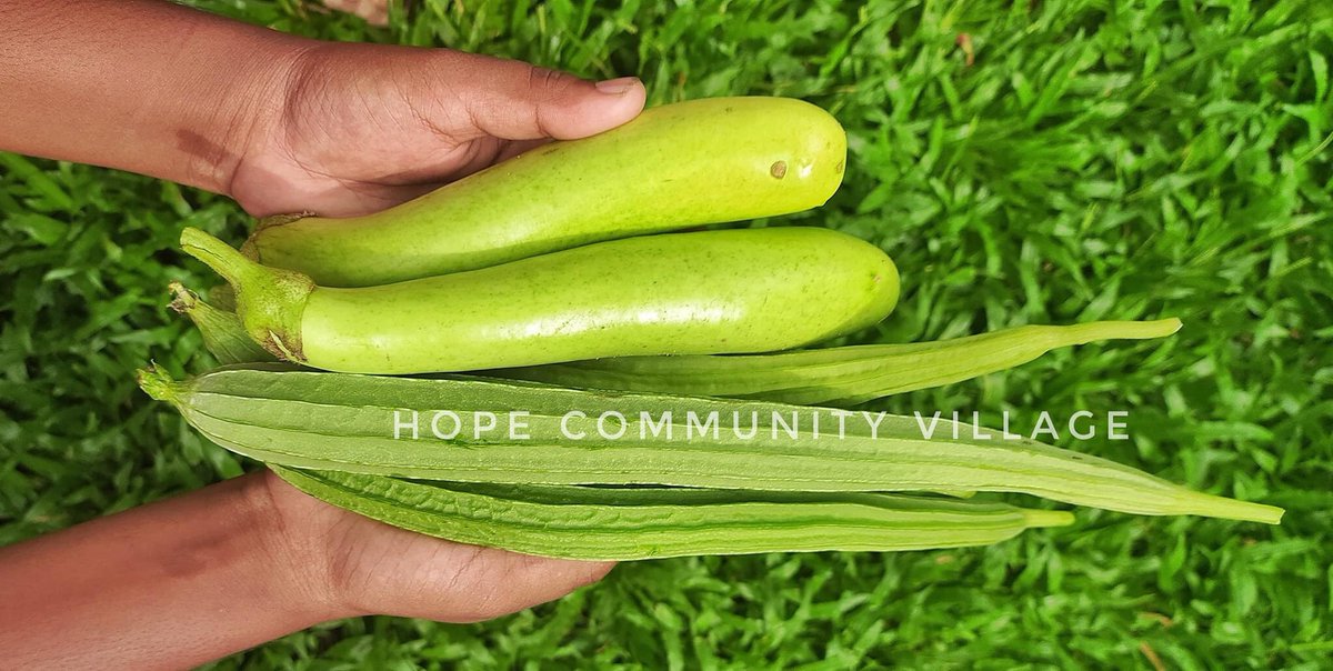 Learning is great isn’t it?! The children are loving enjoying new skills in the garden and growing fresh fruit and veg. Little chefs in the making👩🏽‍🍳🧡 #Ngo #SaturdayMorning #COVID19 #SaturdayVibes