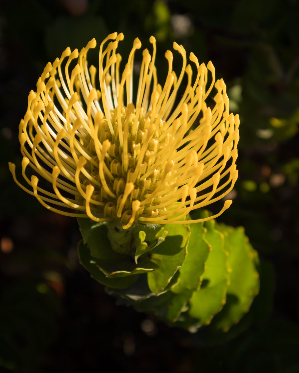 Grootbos tweet media