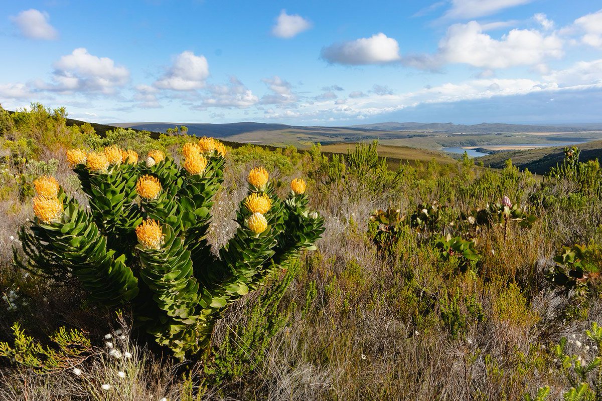 Grootbos tweet media