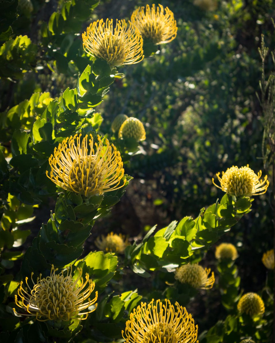 Grootbos (@grootbos) on Twitter photo Typical winter scene from hill tops of Grootbos. Cloudy blue skies and a pop of colour, the glistening Silveredge pincushion (leucospermum patersonii) lights up the landscape.
#InspireTheFuture
📷 <a href="/Brutanikhul/">Gareth Williams</a> Typical winter scene from hill tops of Grootbos. Cloudy blue skies and a pop of colour, the glistening Silveredge pincushion (leucospermum patersonii) lights up the landscape.
#InspireTheFuture
📷 <a href="/Brutanikhul/">Gareth Williams</a>